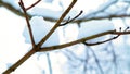 Snow Tree Branches. Winter Landscape. Snowy Forest. Snowdrifts.