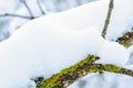 Snow Tree Branches. Winter Landscape. Snowy Forest. Snowdrifts.