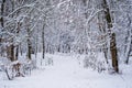 Snow on tree branches in winter park  Ukraine Royalty Free Stock Photo
