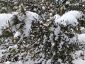 Snow on tree branches in winter snowfall