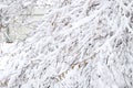 Snow on the tree branches. Winter View of trees covered with snow. The severity of the branches the snow. Snowfall in nature