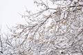 Snow on the branches. Winter View of trees covered with snow. The severity of the branches under the snow. Snowfall in nature