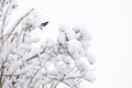 Snow on the tree branches. Winter View of covered with snow. The severity of the branches under the snow. Snowfall in nature