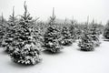 Snow at the tree farm Royalty Free Stock Photo