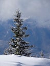 Snow tree in hy mountain Parang Royalty Free Stock Photo