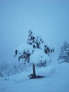 Snow tree images at gilgitbaltistan mountains Royalty Free Stock Photo