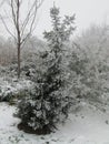 Snow on a tree making a white winter wonderland in nieuwerkerk aan den IJssel, the Netherlands Royalty Free Stock Photo