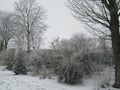 Snow on a tree making a white winter wonderland in nieuwerkerk aan den IJssel, the Netherlands Royalty Free Stock Photo