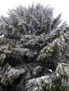 Snow tree Snezno drvo