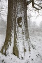 Snow on a tree trunk