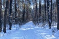 Snow tree in winter forest. Snow road in the forest. Sun shine through the snow fir branch. Royalty Free Stock Photo