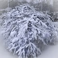 snow tree