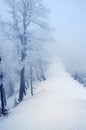 Snow trees, Carpathian Mountains Royalty Free Stock Photo