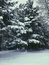 Snow trees Royalty Free Stock Photo