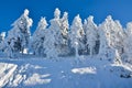 Snow on trees at high altitude on mountain, winter landscape Royalty Free Stock Photo