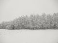 Snow on the trees in Maramures county, Romania. Winter landscape