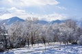 Snow on the trees with mountain view