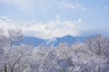 Snow on the trees with mountain view