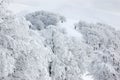 Snow trees in the mountains