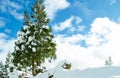 Snow trees Royalty Free Stock Photo