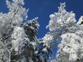 Snow trees on sunny blue sky