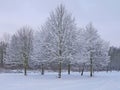 Snow trees Royalty Free Stock Photo