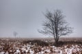 Fog, snow, tree winter landscape, High Fens, Belgium Royalty Free Stock Photo