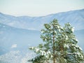 Snow, trees and winter or mountain nature for trekking adventure in cold weather, environment or freezing. Woods, hill Royalty Free Stock Photo