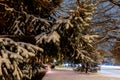 Snow trees yard house evening at dusk time winter