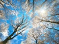 Snow on treetops against the deep blue sky