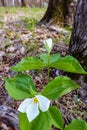 Snow Trillium Trillium nivale wild flower protected in Wisconsin Royalty Free Stock Photo