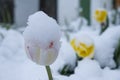 Snow on tulips in april Royalty Free Stock Photo