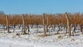 Snow Vineyard Royalty Free Stock Photo