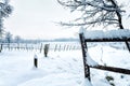 Snow on the vineyard Royalty Free Stock Photo
