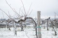 Snow in vineyars in Slovenia in GoriÃÂ¡ka Brda