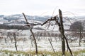 Snow in vineyars in Slovenia in GoriÃÂ¡ka Brda