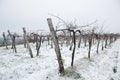 Snow in vineyars in Slovenia in GoriÃÂ¡ka Brda