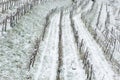 Snow in vineyars in Slovenia in GoriÃÂ¡ka Brda