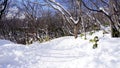 Snow and walkway in the forest Noboribetsu onsen snow winter par