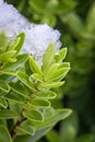 Snow and Water Droplet on Hebe Leaves in Spring Royalty Free Stock Photo