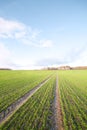 Snow on wheat. Royalty Free Stock Photo