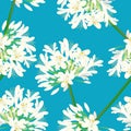 Snow White Agapanthus on Blue Background. Vector Illustration Royalty Free Stock Photo
