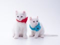Two white American Curl kittens in red and blue collars with a flower sit on a white background in the studio.