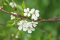 snow-white apple-tree in bloom on a branch flowers green background Royalty Free Stock Photo