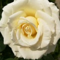 Snow-white as snow rose