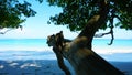 A snow-white beach on the island of Similan. Royalty Free Stock Photo