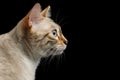 Snow white Bengal Cat isolated on Black Background Royalty Free Stock Photo