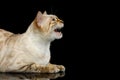 Snow white Bengal Cat isolated on Black Background Royalty Free Stock Photo