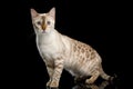 Snow white Bengal Cat isolated on Black Background Royalty Free Stock Photo