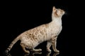 Snow white Bengal Cat isolated on Black Background Royalty Free Stock Photo